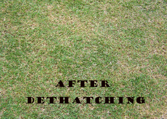 How do you dethatch a lawn?